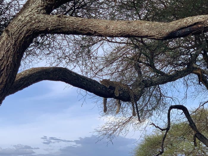 Tarangire Tanzania