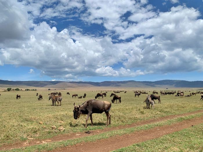 Ngorongoro Tanzania