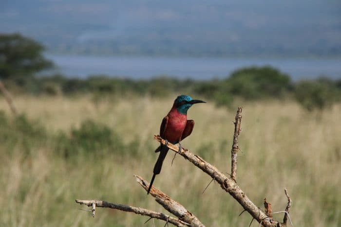 Murchison Falls