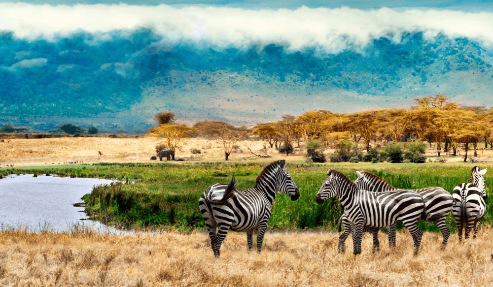 HEADER best of east africa