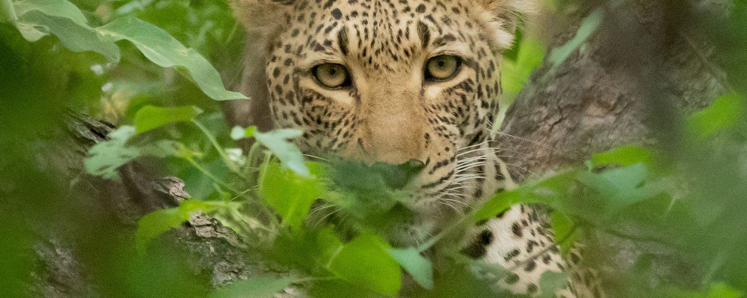 General Botswana General Wildlife Leopard