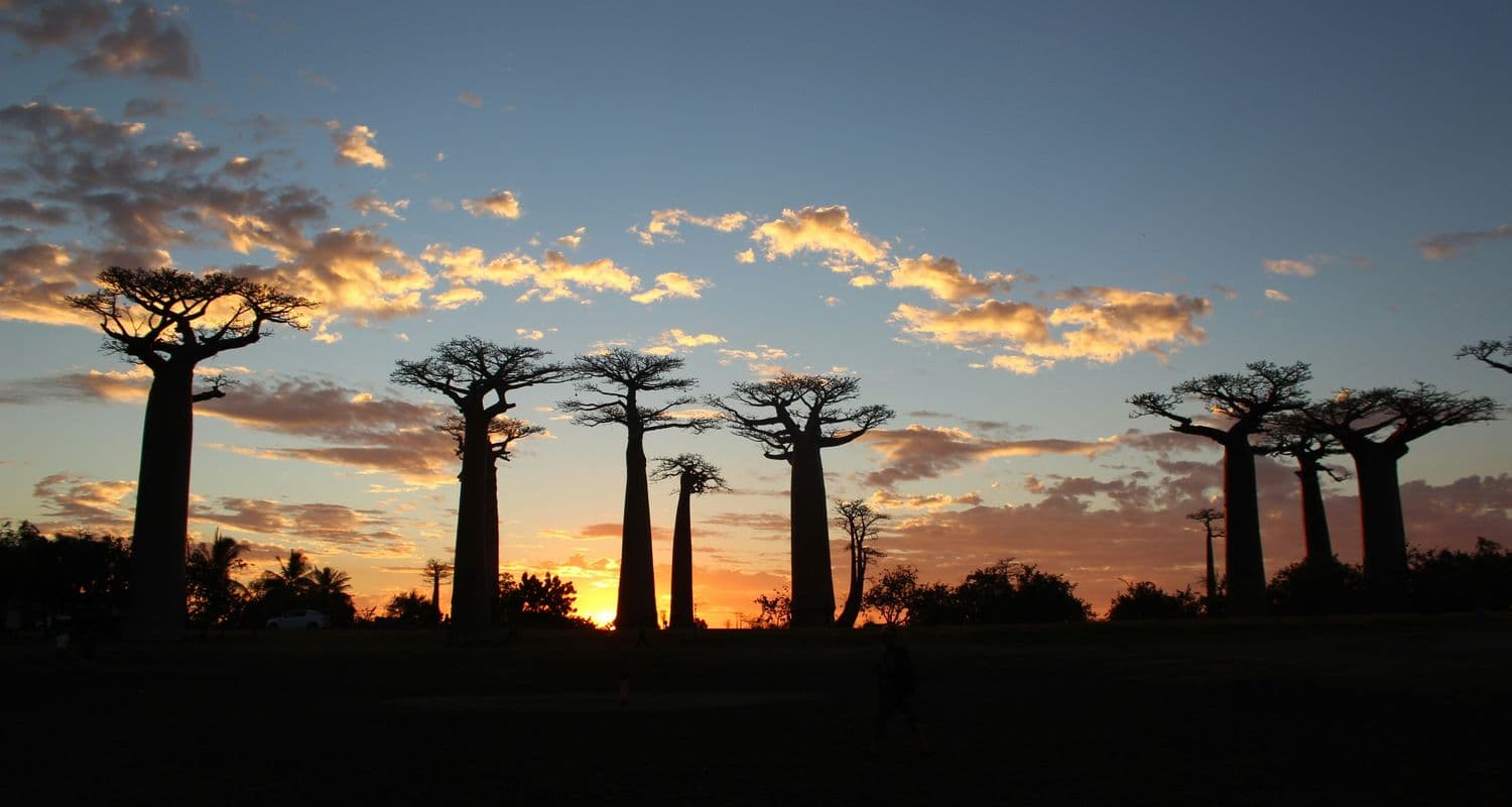 baobab alley madagascar