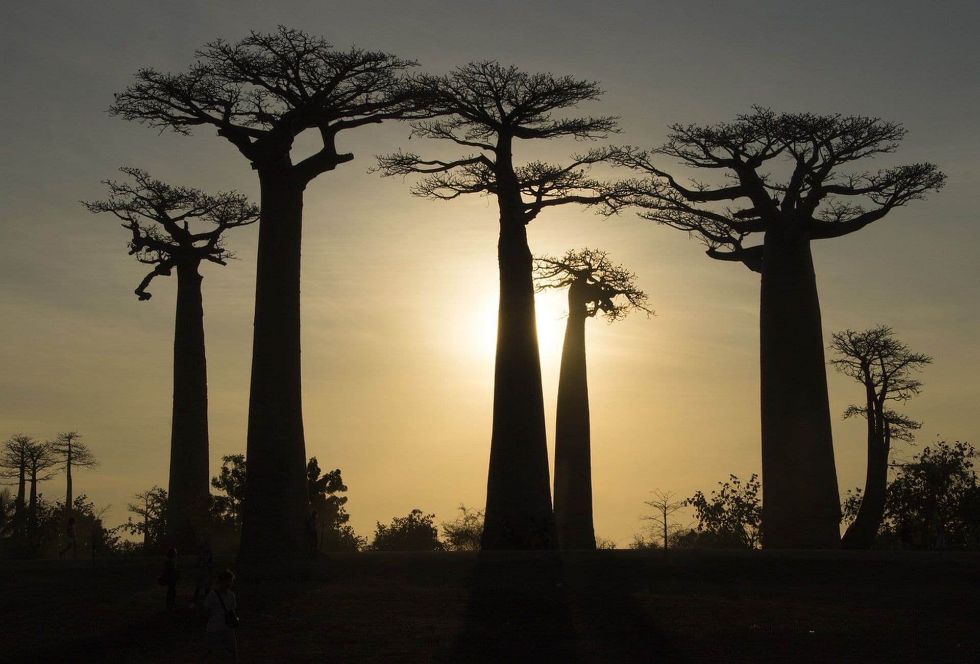 Baobab in love