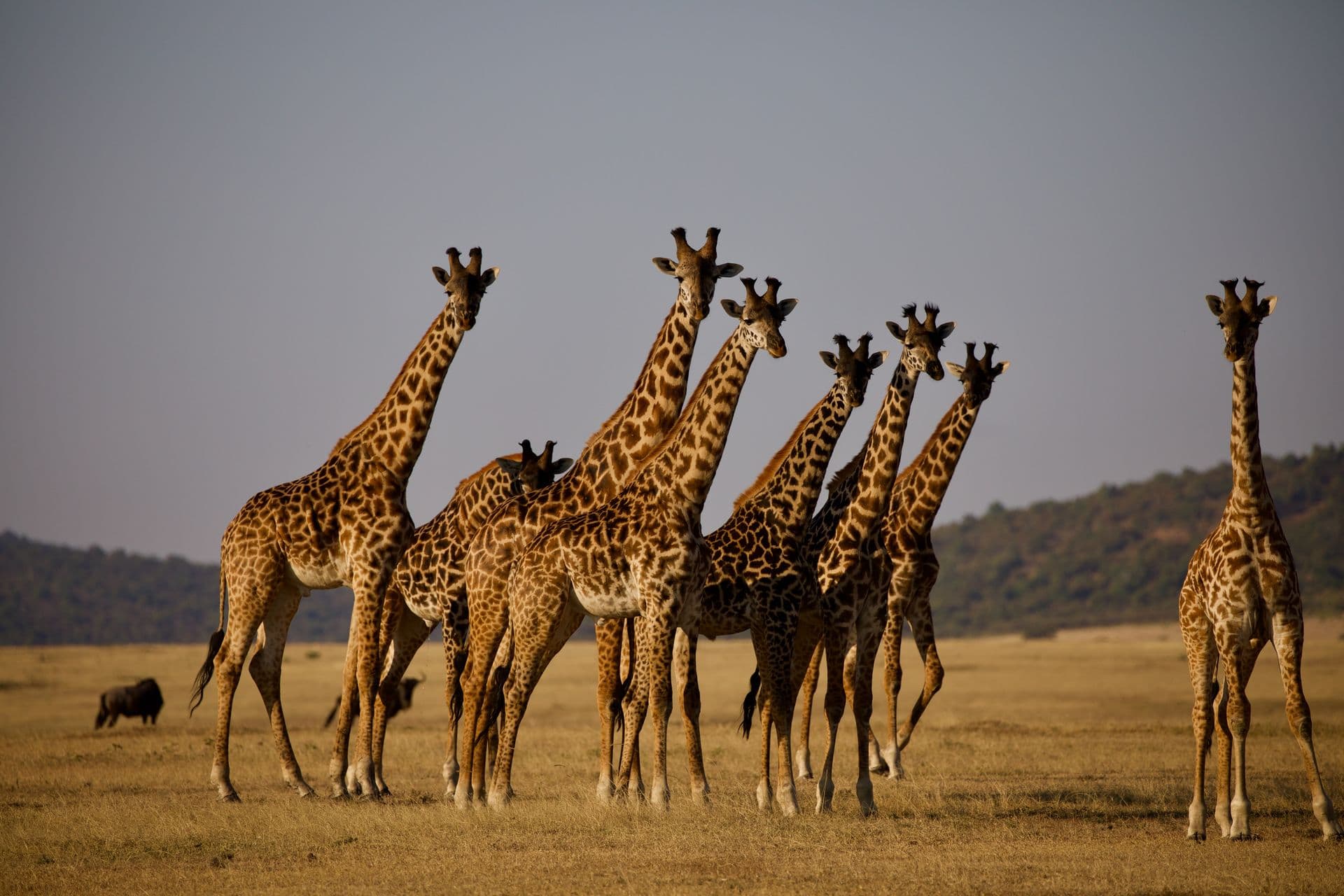 Serengeti Tanzania