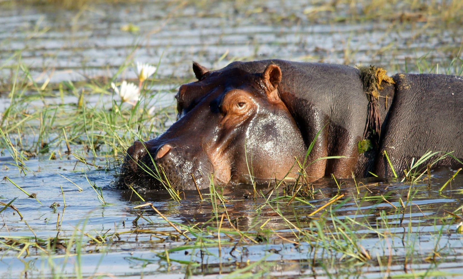Hippopotamus