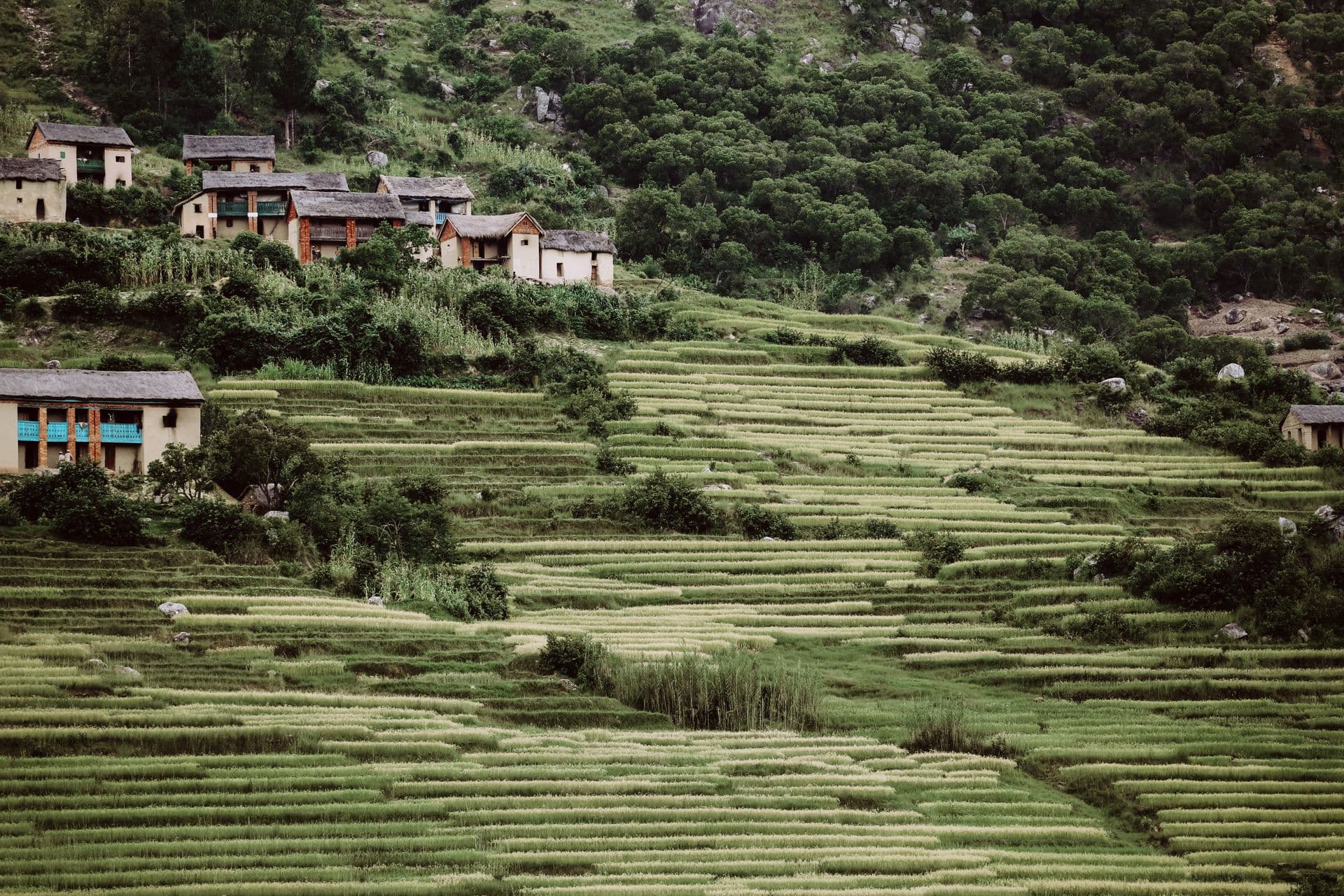 Madagascar rice fiels