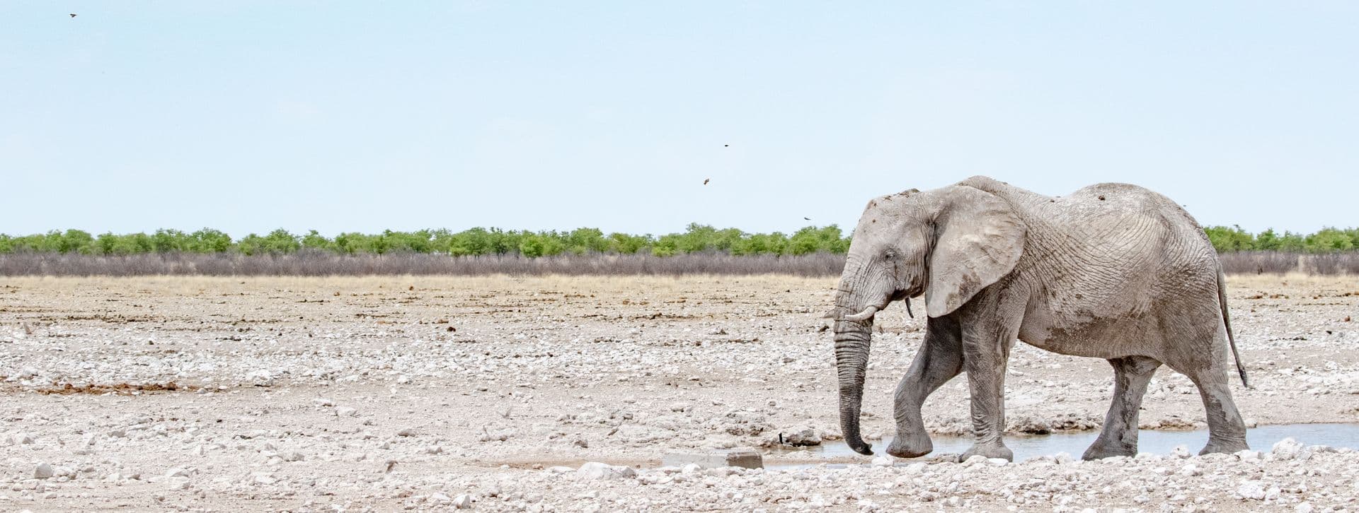 Etosha National Park Namibia
