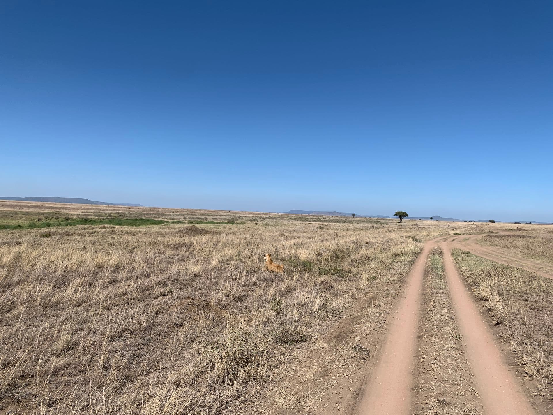 Serengeti