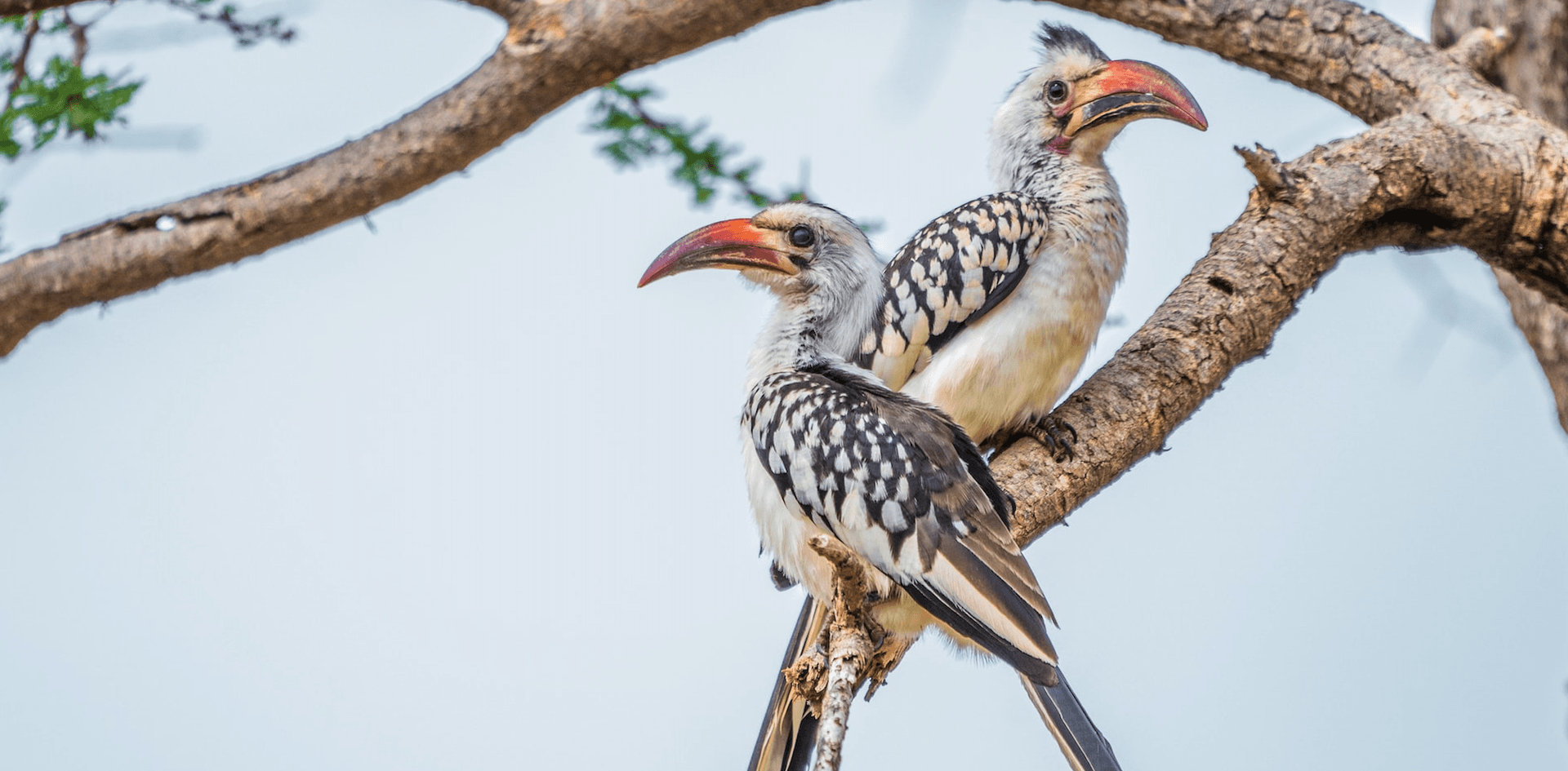 red billed hornbill