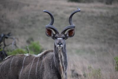 Africaventura