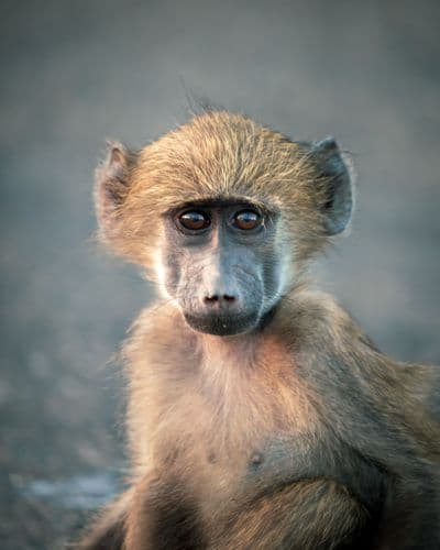 Africaventura