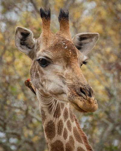 Africaventura