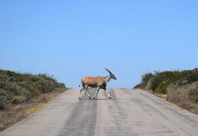 Africaventura