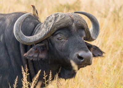Africaventura