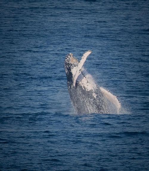 Whale South Africa