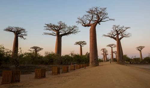 Baobab Alley Madagascar