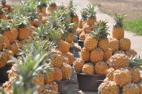 HluHluwe Pineapples