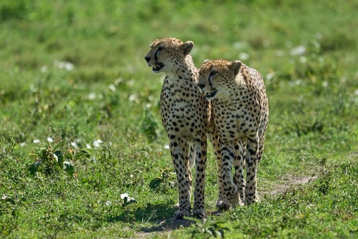 Ngorongoro Tanzania