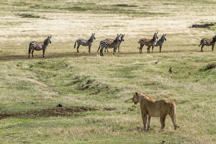 Serengeti Tanzania