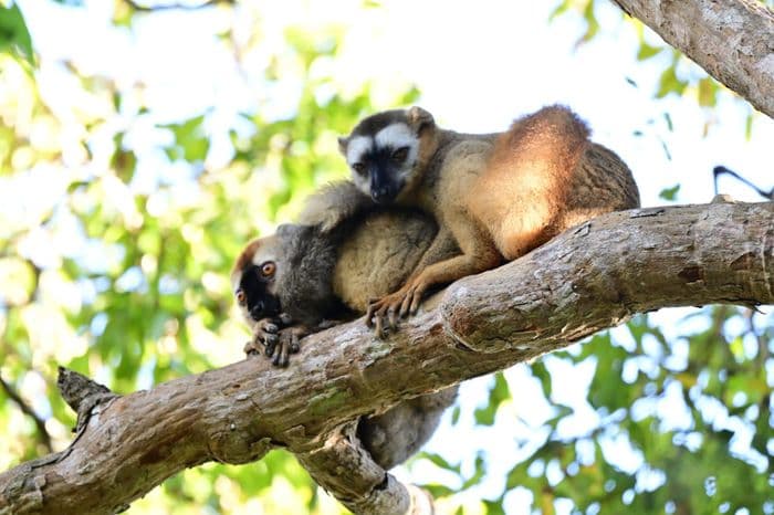 xmad 85081 madagascar lemur kirindy forest day walk