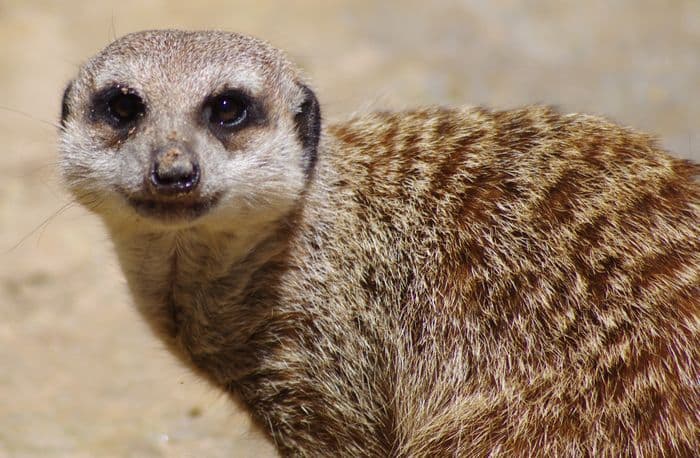 Meerkat