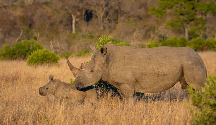 White Rhino