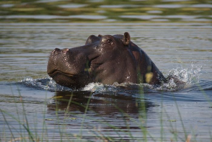 Hippopotamus