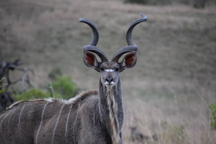 Kudu