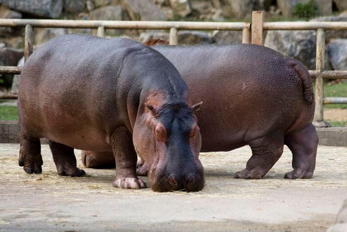 Hippopotamus