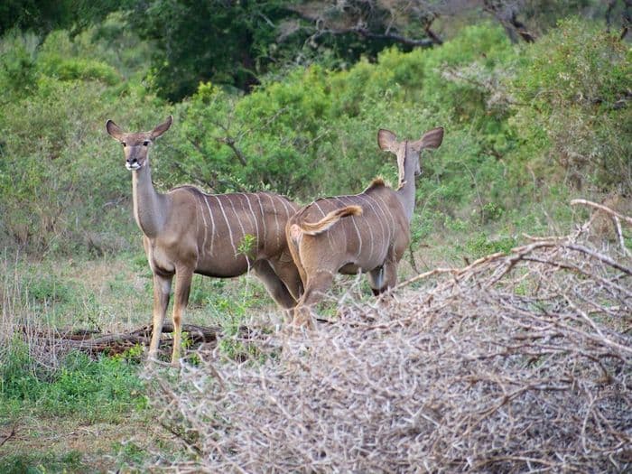 African Kudu