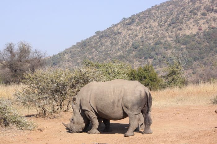 White Rhino