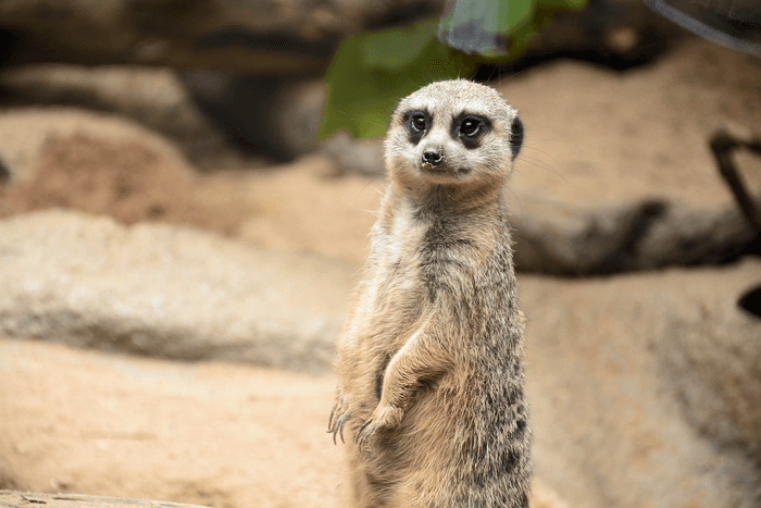 Meerkat