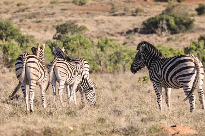 Amakhala Game Reserve 1