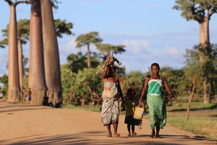 Baobab Avenue