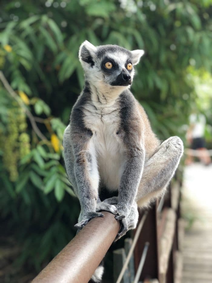 Lemur Madagascar