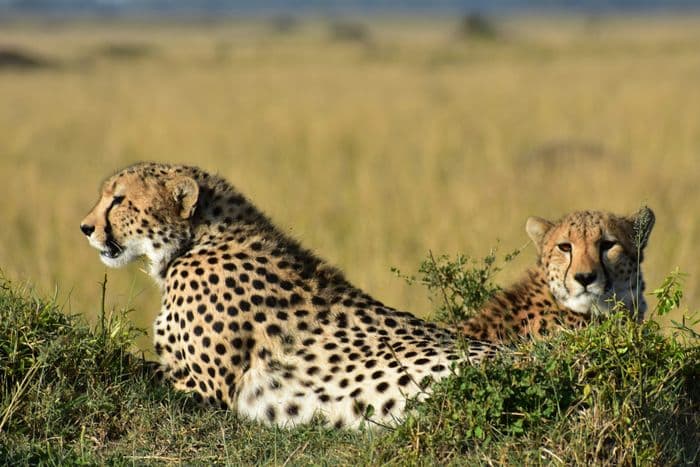 masai mara cheetahs
