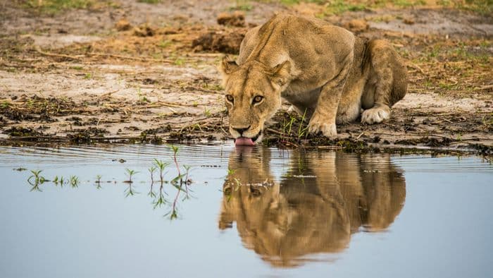 chobe lion