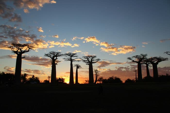 baobab alley madagascar