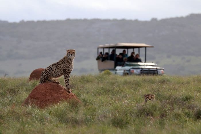 Amakhala Game Reserve