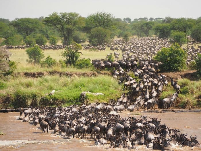 maasai mara wildebeest