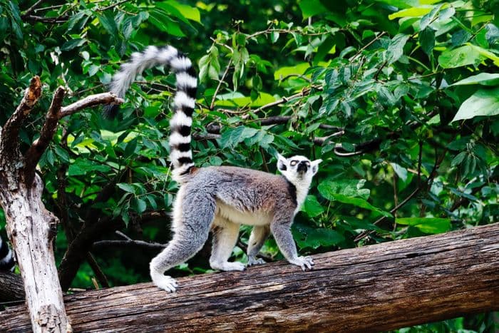 Madagascar Lemur