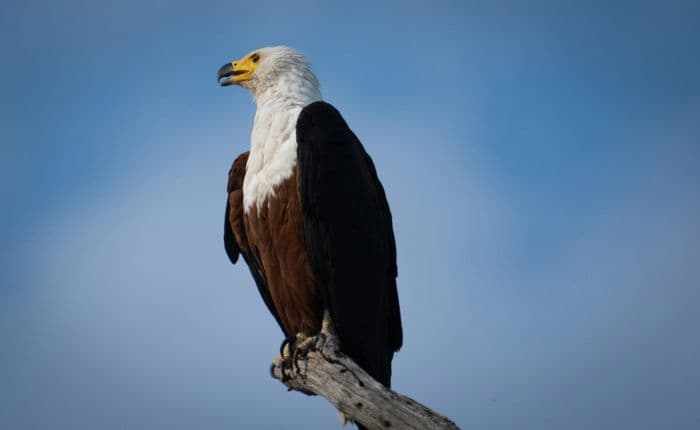 fish eagle chobe national park