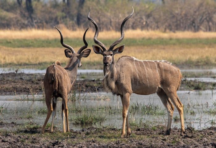 Kudu Khwai Botswana