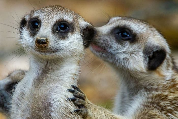 meerkat