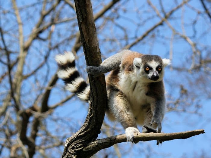 ring-tailed lemur anja madagascar