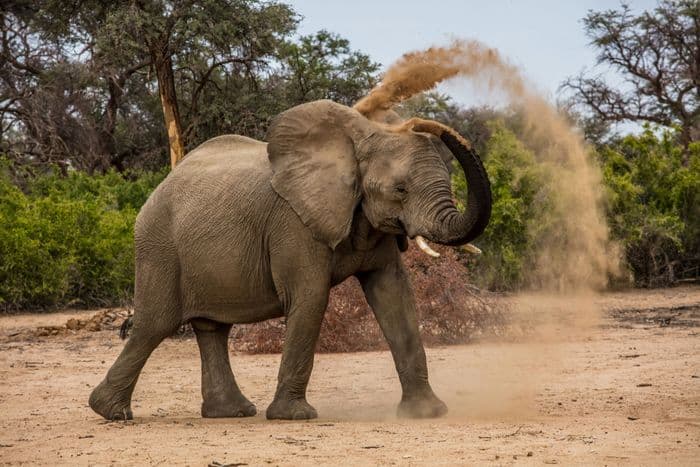 damaraland elephant