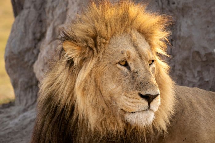 moremi lion