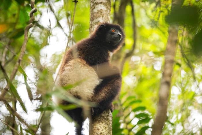 Ranomafana Madagascar