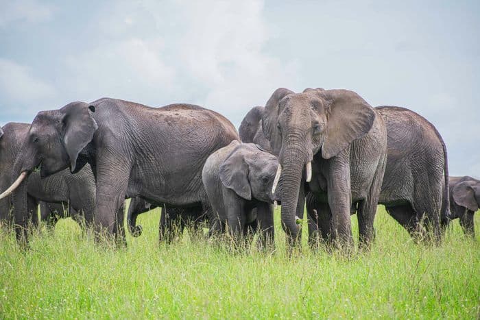 masai mara elephants