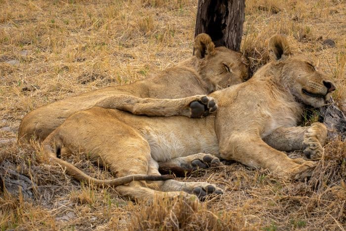 moremi lions